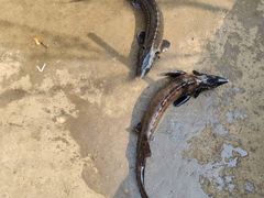鲟鱼-姥家大锅台水库渔家