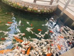 -南宫五洲植物乐园