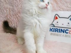 -十年猫舍·猫咪专门店(普陀店)