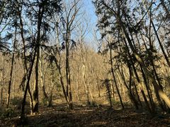 -冶父山国家森林公园