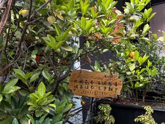 -芙蕾哥哥souffle
