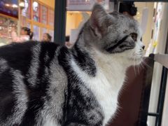 -猫小院猫主题餐厅(南锣旗舰店)