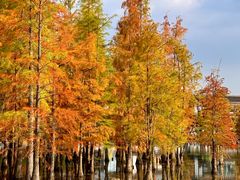 -白鹭湾湿地公园