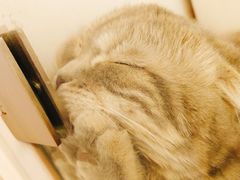 -猫冇咖·家门口的撸猫馆(大融城店)