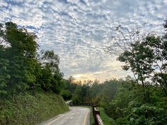 -银湖山郊野公园-相思林