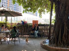 -柴犬高等学院·狗咖·柴犬售卖·宠物训练