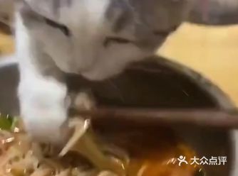 给猫猫洗好澡啦！ 日思夜想给这个小臭蛋洗一个澡