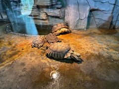 -石家庄市动物园