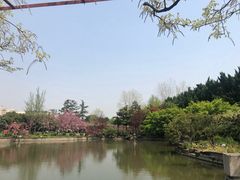 -嘉定紫藤园