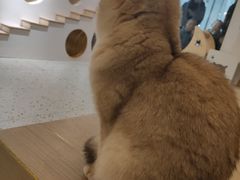 -猫域·湾主题猫咖·宠物吧(南坪城市广场店)