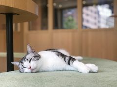 -CAT’S MEWSTAR CAFE·喵星球猫屋(晴湾咖啡店)