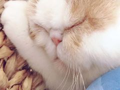 -Heymao猫咖.咖啡厅(东门店)