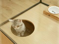 -袖虎猫馆(十亩地店)