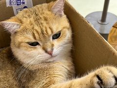 -Heymao猫咖.咖啡厅(东门店)