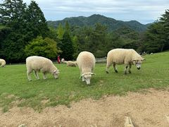 -神户市立六甲山牧场