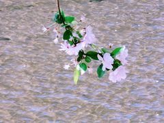 -海棠花溪(元大都城垣遗址公园)