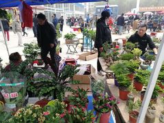 -中环花鸟鱼虫市场