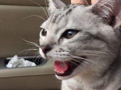 -瑞派福兴宠物医院犬猫全科·骨科·中西医结合(河东店)