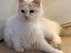 -平行世界·猫咖(首经贸店)