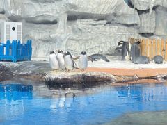 -海合安武汉极地海洋公园