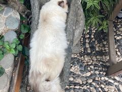 -喵屿·大理花园猫咖