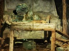 -清迈夜间动物园