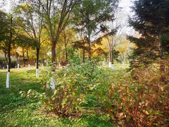 -大兴滨河森林公园