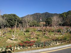 -深圳仙湖植物园
