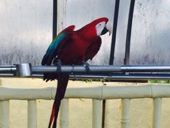 iphone_upload_pic-百鸟园