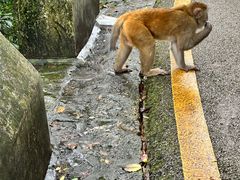 -黔灵山公园