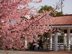 -顾村公园
