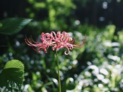 -西湖风景区-江洋畈生态公园