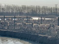 -溱湖国家湿地公园