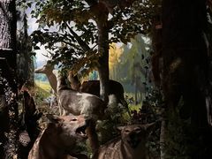 -陕西自然博物馆