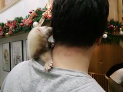 -藦茜花园宠物主题亲子互动体验馆(国顺东路店)