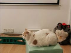 -猫在这儿猫咪咖啡馆·撸猫馆