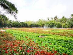 -三亚珠江南田温泉度假区