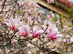 -上海财经大学(国定路校区)
