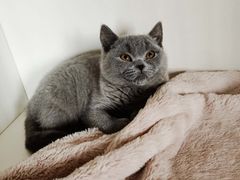 -东方名猫馆·英短金渐层布偶猫舍(环线广场1号楼店)