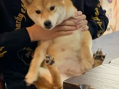 -柴源莊·柴小宠柴犬咖啡