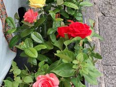 -大师傅金奖啤酒鱼(西街口总店)