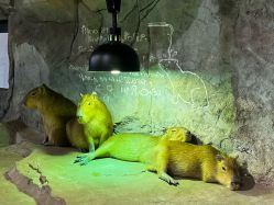 -Zoolung Zoolung动物主题公园(海信广场店)