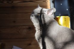 -飛凡TATTOO纹身•原创