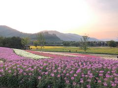 -径山花海