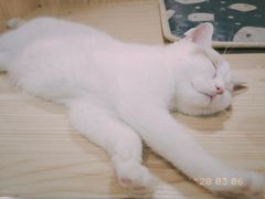 -屋虎猫馆(宝安大仟里店)