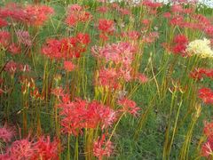 -白塘生态植物园