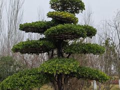 -诗经里