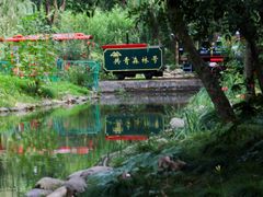 -上海共青森林公园