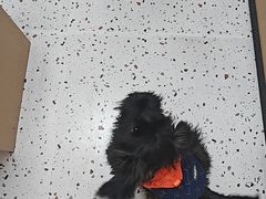 -瑞派康怡24h宠物医院·犬猫医疗中心·微创绝育(瑞景分院)