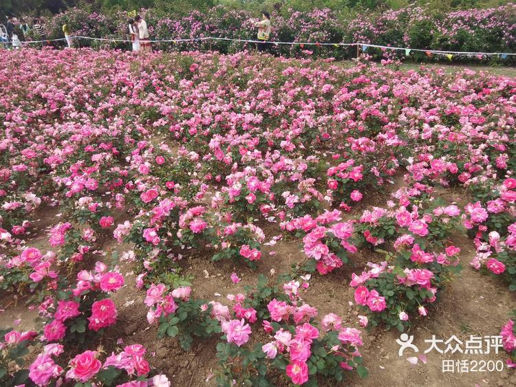 尚贤河玫瑰园无锡